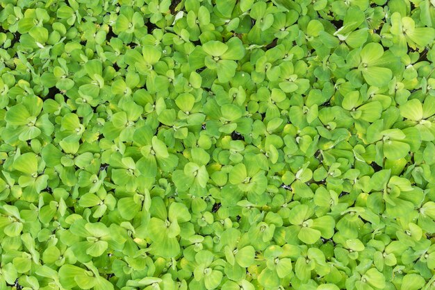 Feuille de laitue d&#39;eau pour le fond de la nature et la texture, vue de dessus de la plante verte pour le fond