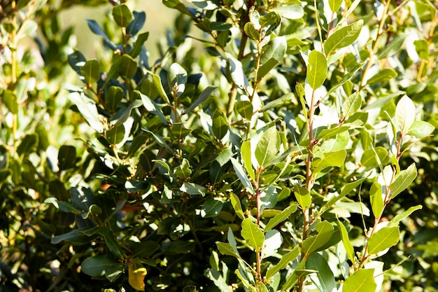 Feuille de laurier d'arbre d'herbe tropicale une herbe riche en saveur utilisée comme ingrédient de cuisson Texture Bg