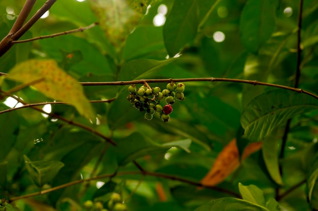 Feuille de laurier indonésienne ou daun salam Syzygium polyanthum fruits dans une mise au point peu profonde