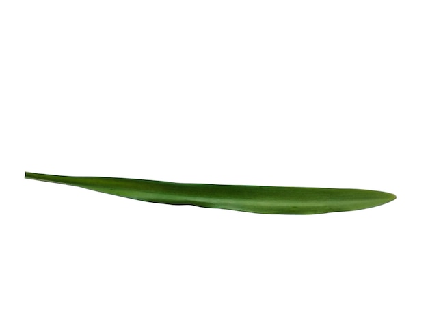 Feuille de lilium ou feuilles de lys isolé sur fond blanc Feuilles vertes sur fond blanc