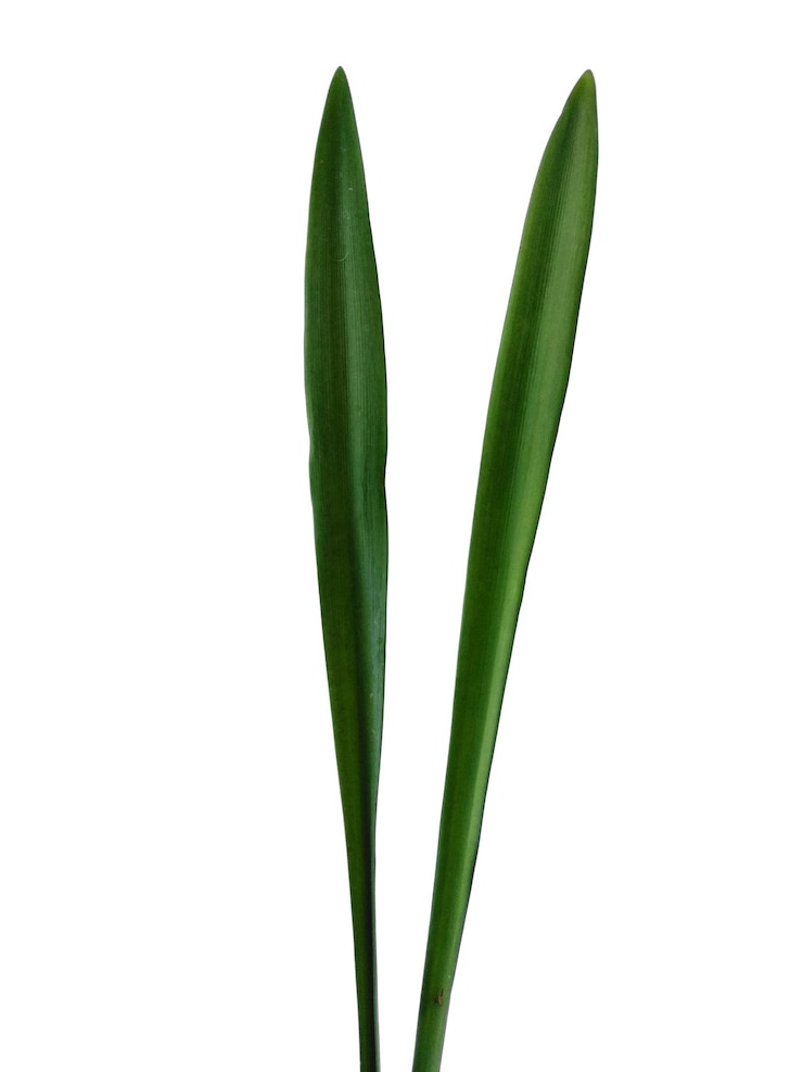 Photo feuille de lilium ou feuilles de lys isolé sur fond blanc