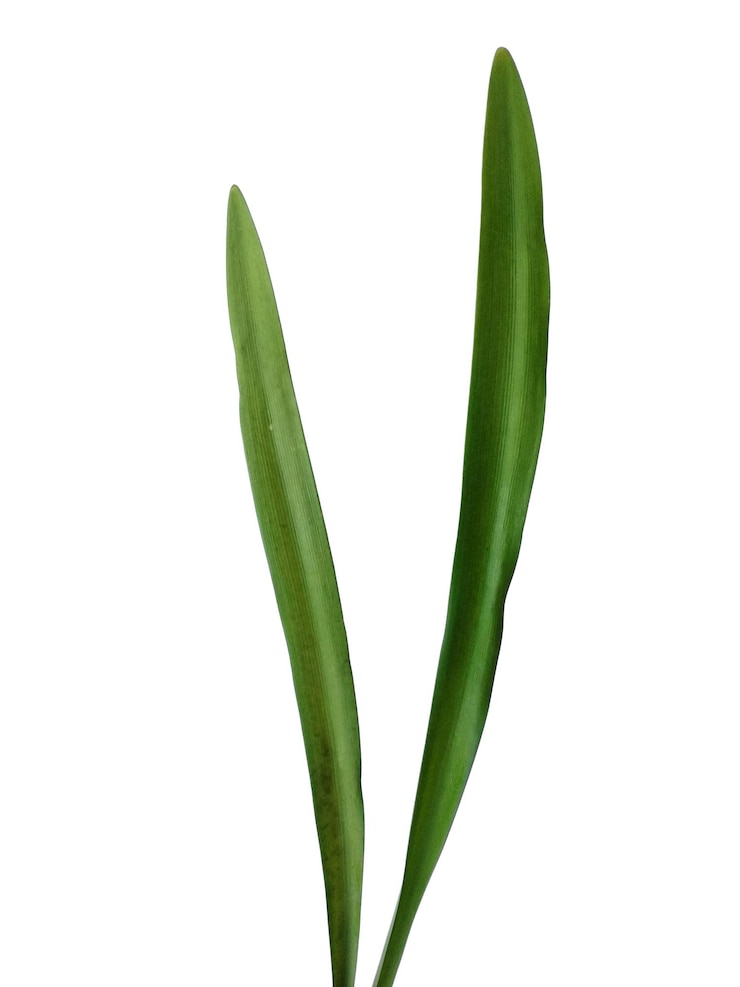 Photo feuille de lilium ou feuilles de lys isolé sur fond blanc