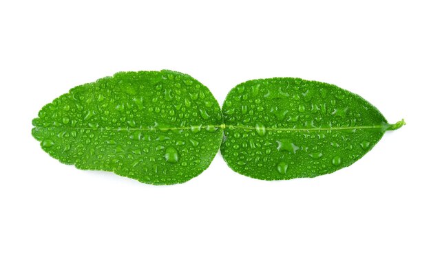 Feuille de lime kaffir avec goutte d'eau isolé sur fond blanc