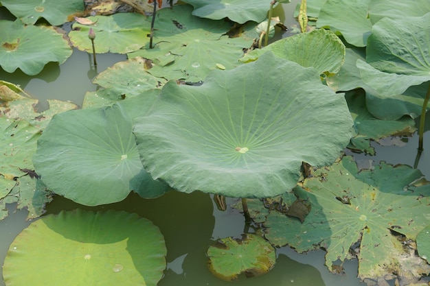 Feuille de lotus dans l'étang du jardin