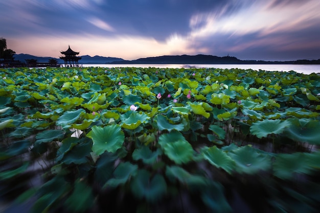 Photo feuille de lotus dans le lac