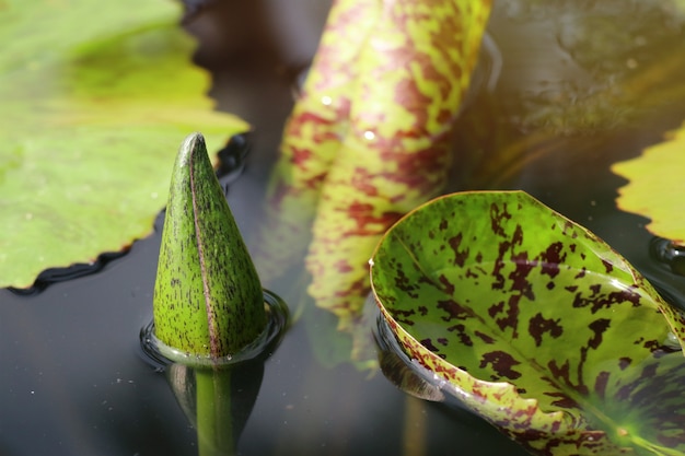 Feuille de lotus dans la nature