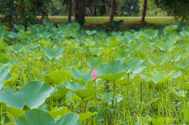 La feuille de lotus à l&#39;extérieur