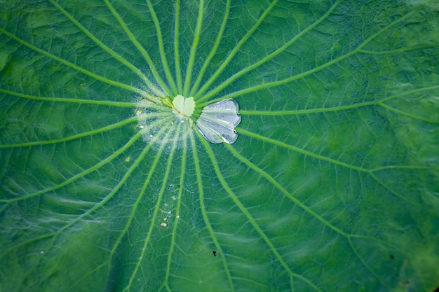 feuille de lotus