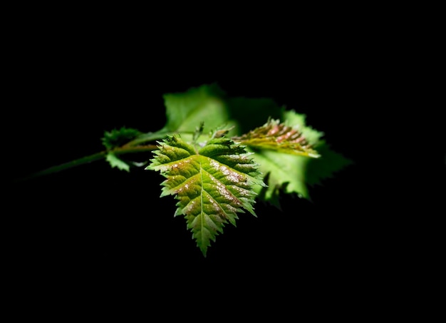 feuille à la lumière