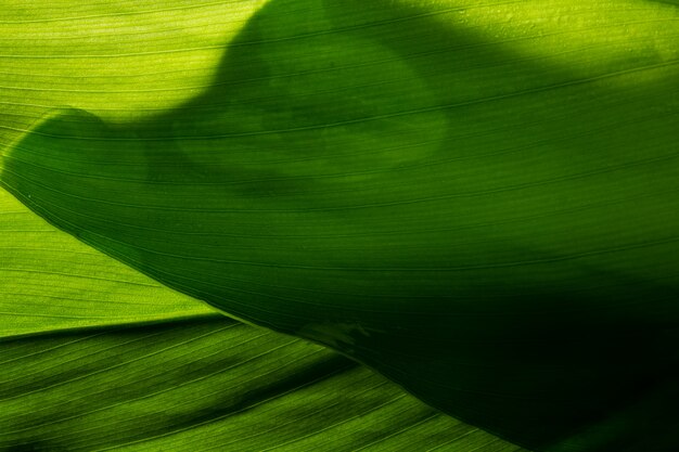 Feuille de macro de fond vert