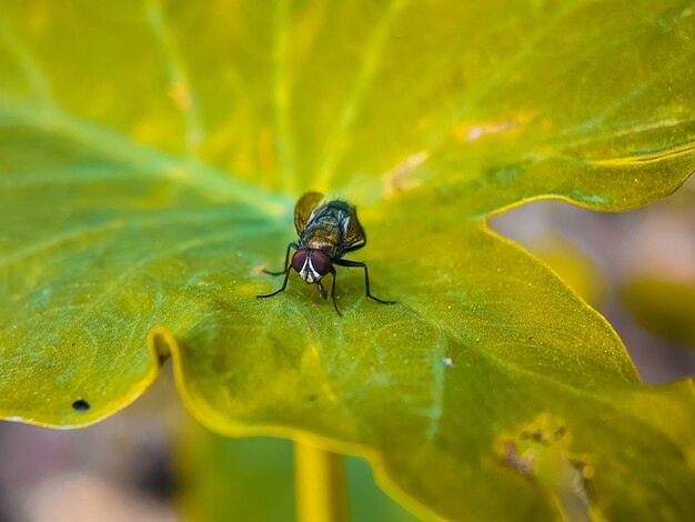 sur la feuille macro mouche d'insecte