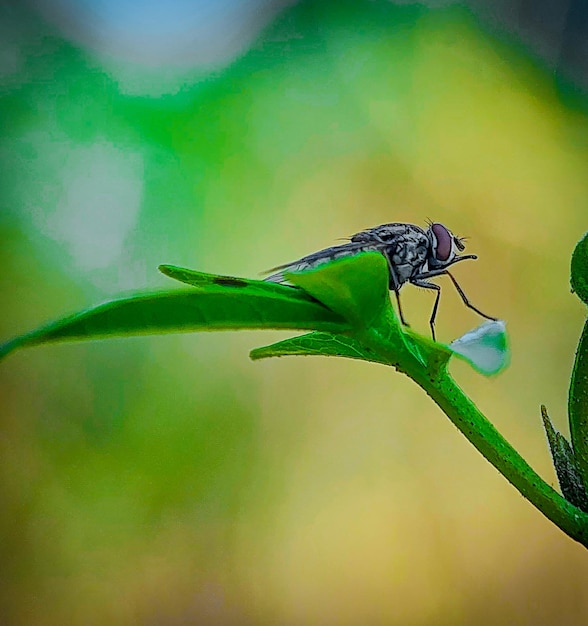 sur la feuille macro mouche d'insecte