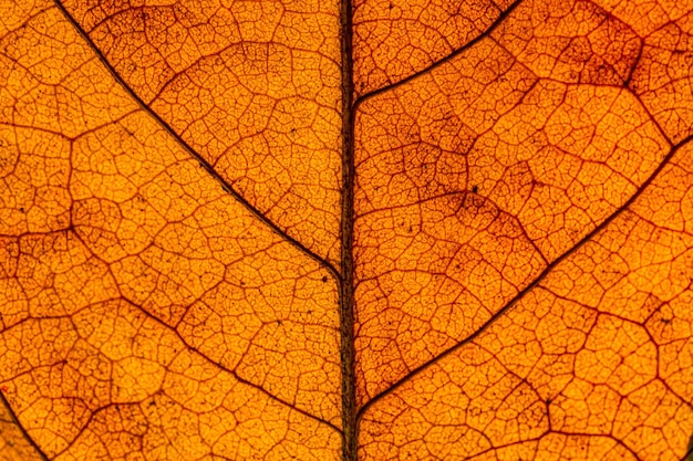 Feuille macro orange, image macro d'une feuille montrant les détails étonnants dans les feuilles et aussi l'incroyable c