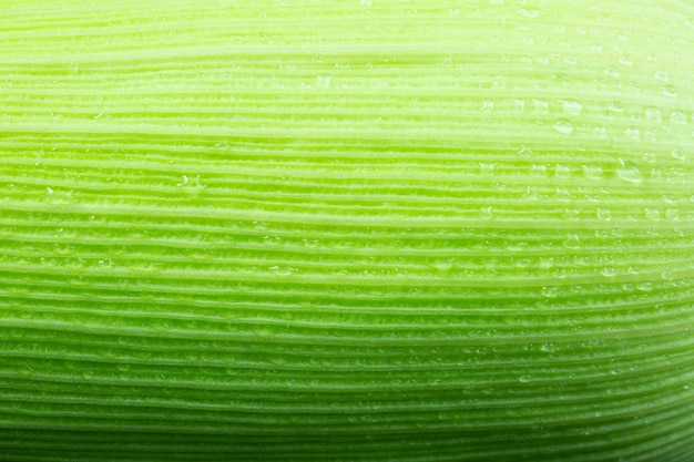 Feuille de maïs vert bouchent fond Nature