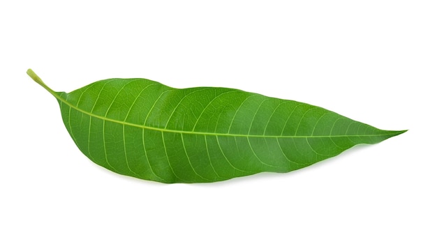 Feuille de mangue verte isolé sur fond blanc