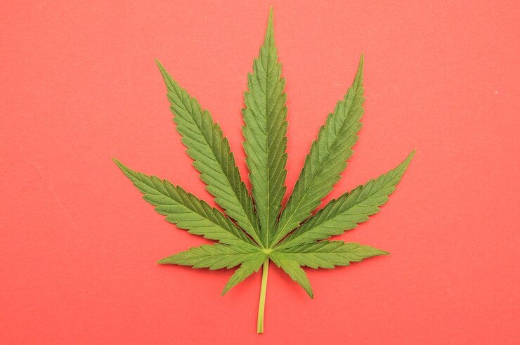 Photo feuille de marijuana fraîche verte avec sept conseils