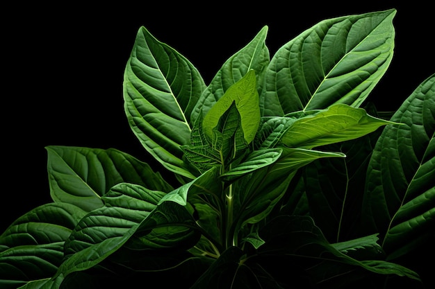 Photo la feuille de maté amère est une plante naturelle qui génère de l'ai.