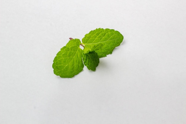 Feuille de menthe fraîche isolé sur fond blanc