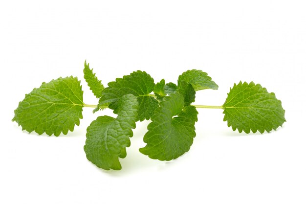 Feuille de menthe gros plan sur fond blanc