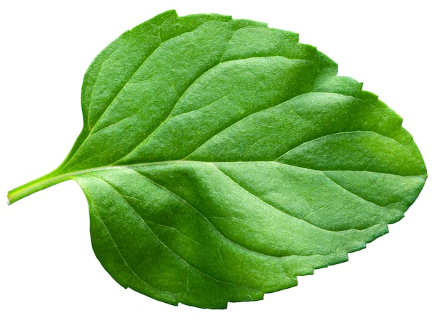 Feuille de menthe isolée