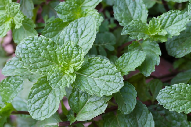 Feuille de menthe poivrée fraîcheur.