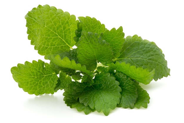 Feuille de menthe se bouchent sur une surface blanche.