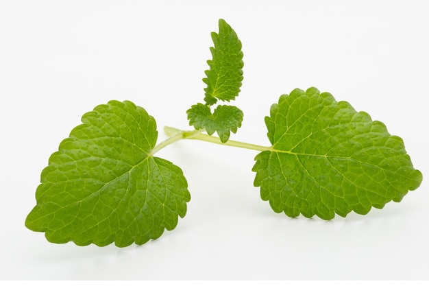 Photo feuille de menthe se bouchent sur une surface blanche.