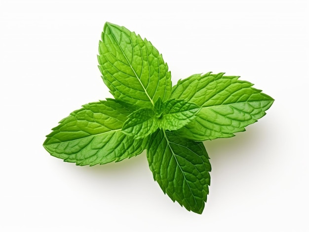 Photo feuille de menthe verte fraîche isolée sur fond blanc