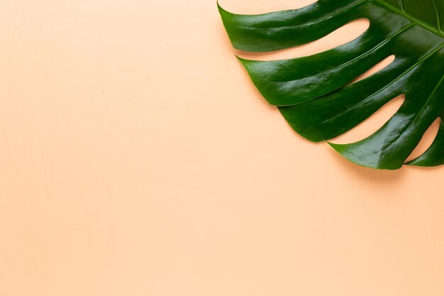 Feuille de Monstera sur feuille de palmier couleur, véritable feuillage de la jungle tropicale usine de fromage suisse.