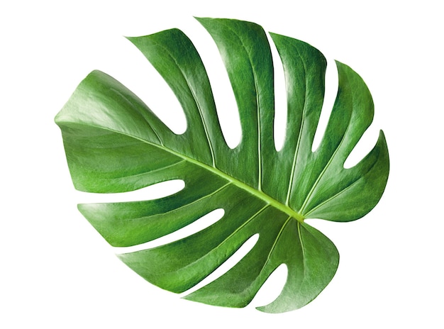 Une feuille de monstera sur fond blanc isolé