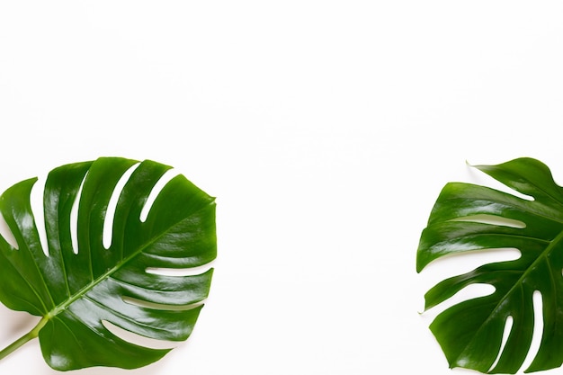 Feuille de Monstera sur fond de bois blanc