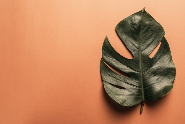 Feuille de Monstera sur fond marron