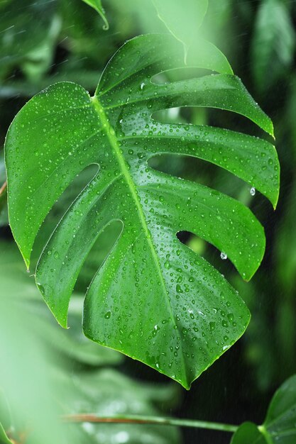 Feuille de Monstera sur fond sombre