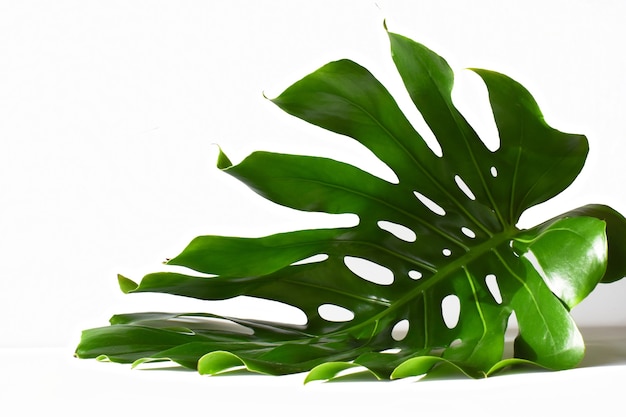 Feuille de Monstera sur une surface blanche