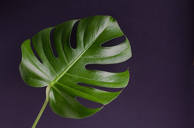 Feuille de monstera tropical vert sur fond noir