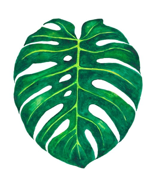 feuille de monstera