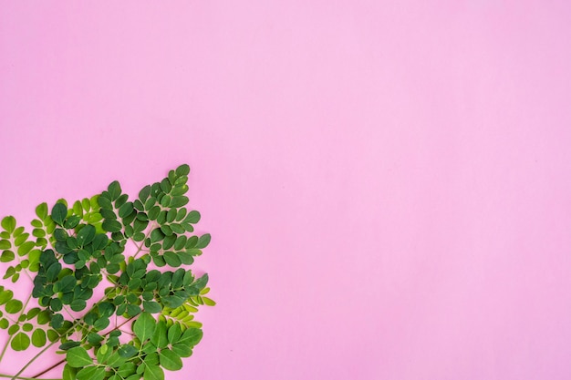 Feuille de Moringa isolée sur fond de papier rose, idée de concept minimale.