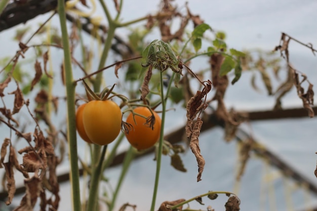 Feuille morte de tomate jaune dans les maladies de la tomate de serre