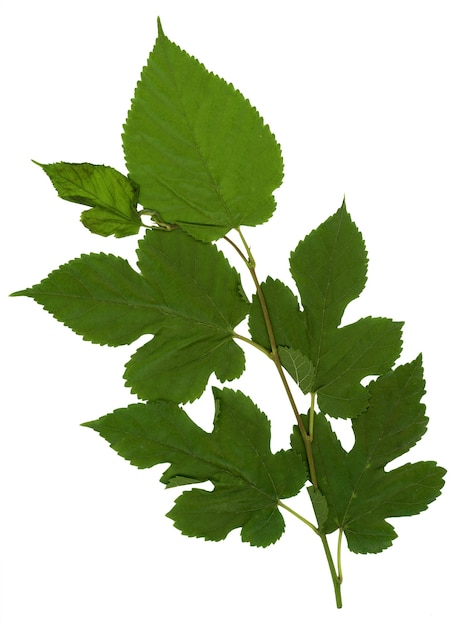 Feuille de mûrier blanc (Morus alba) isolated over white