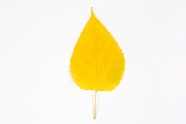 Feuille de mûrier jaune isolé sur fond blanc