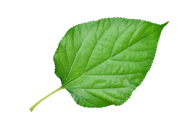 Feuille de mûrier vert frais isolé sur fond blanc. chemin de détourage.