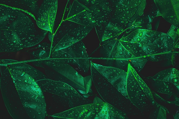 Feuille de nature avec la rosée sur fond de forêt sombre. Environnement de forêt pluviale.