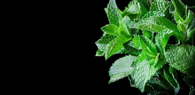 Feuille, nature, vert, plante, frais, fond, gros plan, naturel, été, jardin