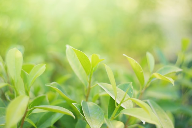 Feuille de nature verte dans le jardinConcept organique laisse une écologie verte et propre à la lumière du soleil d'été