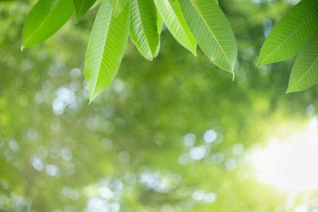 Feuille De Nature Vue Vert Sur Fond De Verdure Floue Sous La Lumière Du Soleil Avec Espace Bokeh Et Copie.