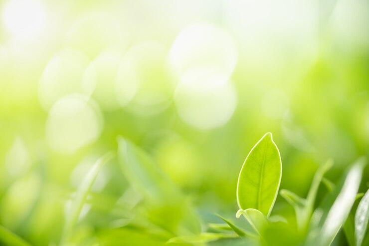 Photo feuille de nature vue vert sur fond de verdure floue sous la lumière du soleil avec espace bokeh et copie.