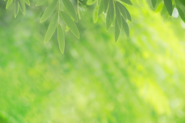 feuille de nature vue vert sur fond de verdure floue sous la lumière du soleil avec espace bokeh et copie.