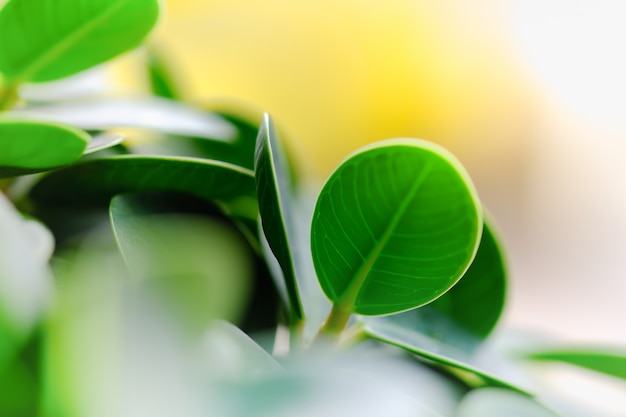 feuille de nature vue vert sur fond de verdure floue sous le soleil.