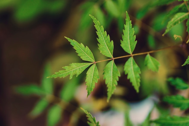 Feuille de neem médicinale au domaine de l'agriculture.