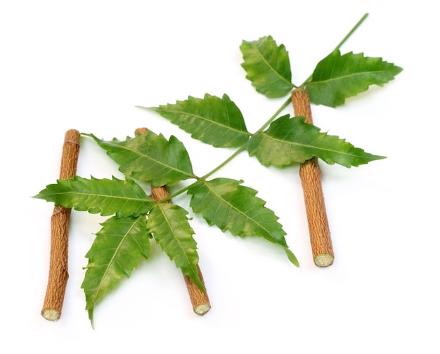 Feuille de neem médicinale sur fond blanc